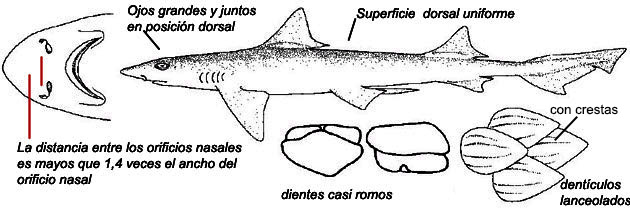 Mustelus mustelus_02.jpg
